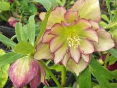 picotee double hellebore pine knot image