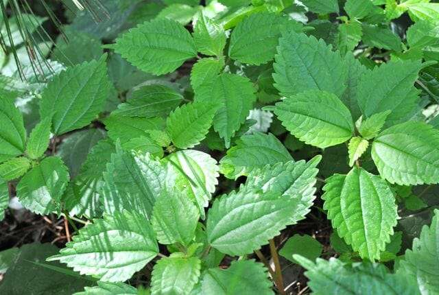 Clearweedm or Pilea pumila