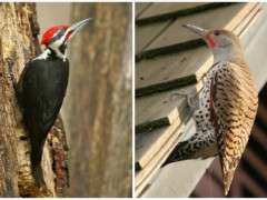 pileated and flicker image