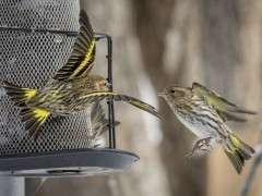 Pine Siskin Julie Blondeau Macaulay Library image