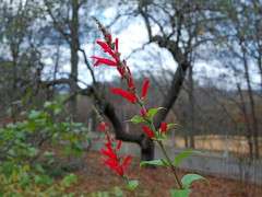 pineapple sage image