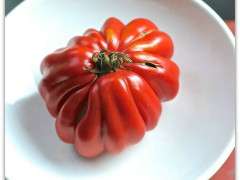 pink accordion tomato 2 image