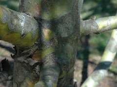 pinus bungeana bark image