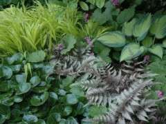 plant mosaic image