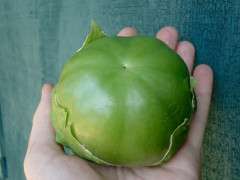 Plaza Latina giant tomatillo at Adaptive Seeds image