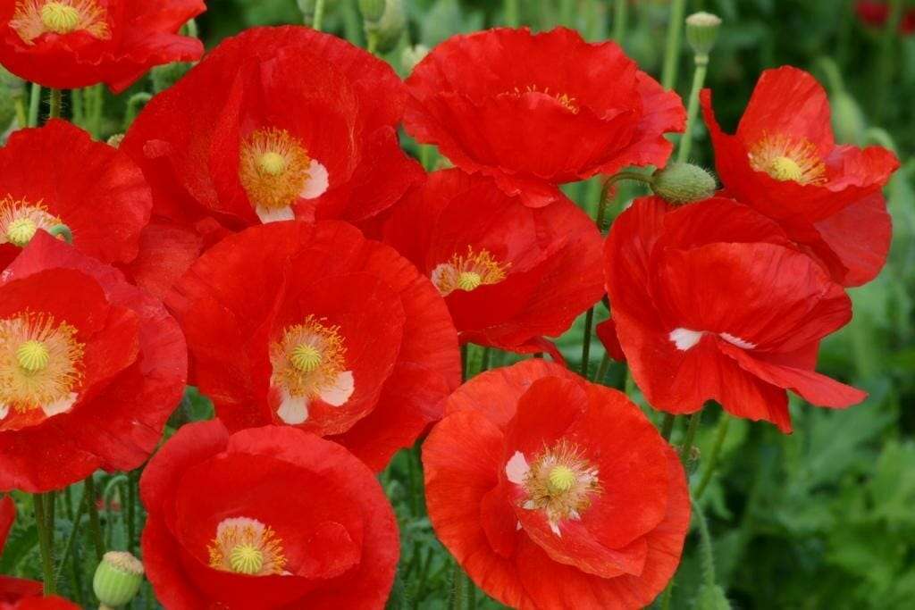 Poppy American Legion s927
