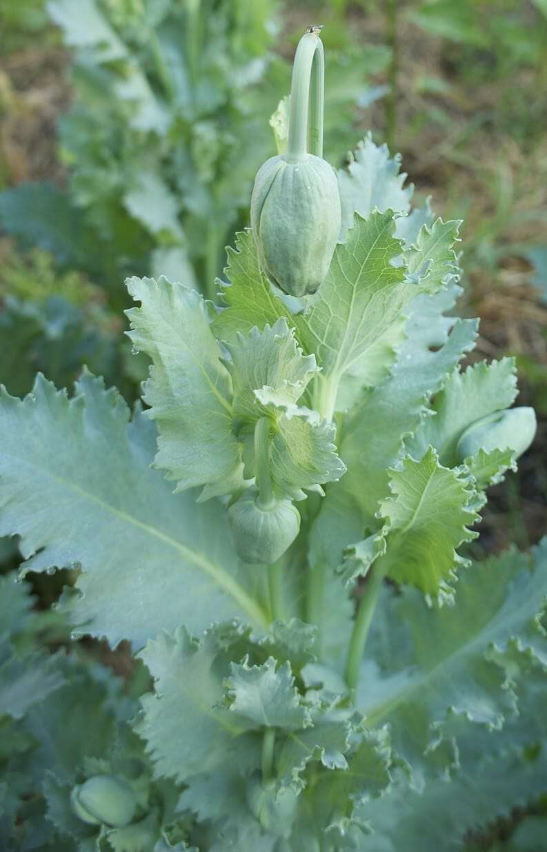 poppy buds in various stages DSC00107
