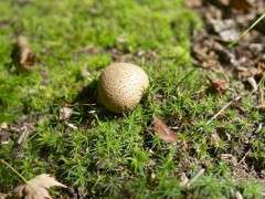 possible pigskin poison puffball, Scleroderma image