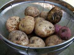 potatoes image
