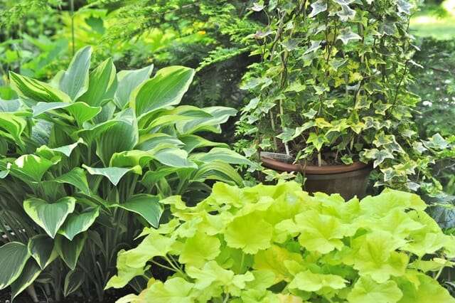 pots-of-houseplants-and-perennials