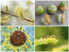 powerhouse food web plants image
