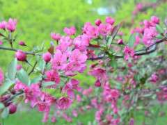 prairifire crabapple detail image