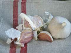 premium northern white hardneck garlic image