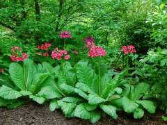 primula japonica grouping image
