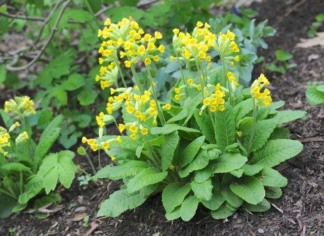 Primula veris, the common cowslip