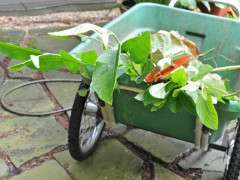 pruning water sprouts image