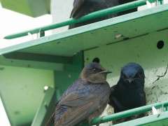 Purple Martins © Tom Grey image