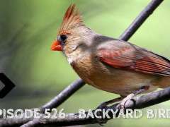 red bird image