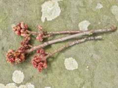 red maple buds flowers image