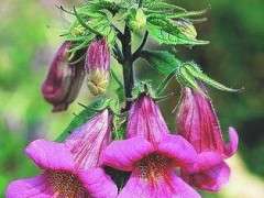 rehmannia 2 image