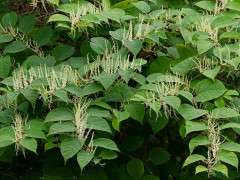 Reynoutria japonica in Brastad 1 image