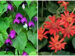 rhodochiton and senecio select seeds image