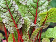 'Rhubarb' chard seedlings int he garden