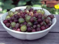 Ribes gooseberries in bowl image