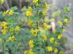 ribes odoratum 2013 image