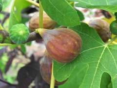 ripening figs image