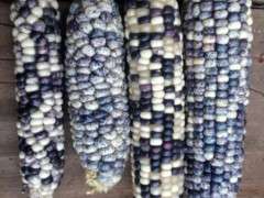 robin's egg navajo corn image