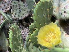 Rooted Plant Videos Prickly pear cactus 1 image