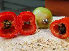 rotten tomato image