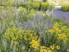 RUDBECKIA 2023 07 17 19.06.39 2 image