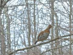 ruffed grouse image