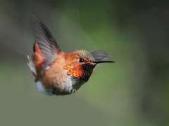 Rufous Hummingbird © Mike Yip image