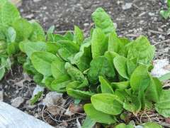 rumex acetosa or sorrel emerging image