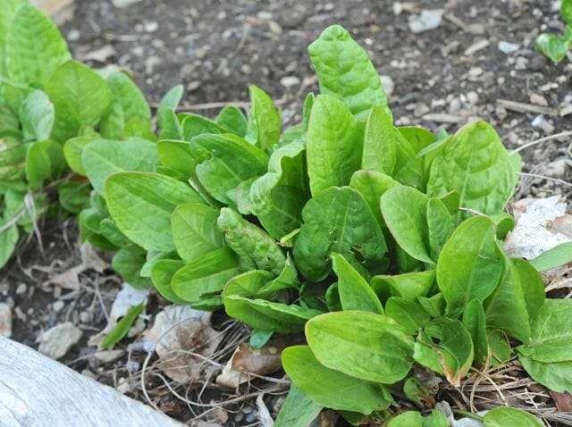Perennial sorrel emerging early spring