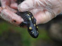salamander image