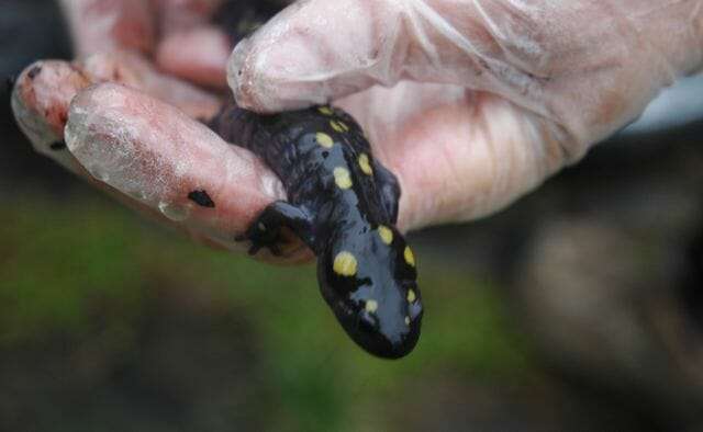 Spotted salamander, Ambystoma maculatum