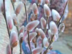 salix chaenomeloides feb 2012 image