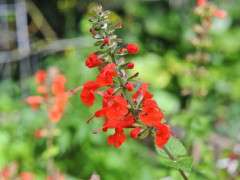 salvia coccinea lady in red image