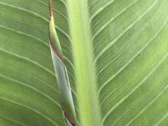 Sandy Shaller leaf veination image