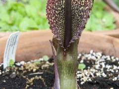 sauromatum bloom image