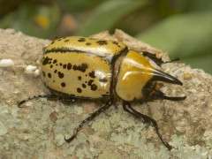 SCARA Dynastes tityus Evans image