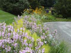 Seasonal flower event Physostegia and Amsonia image