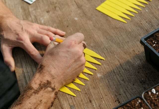 seed-starting-5
