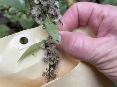 SEED COLLECTING2 Zig zagGoldenrod (Solidago.flexicaulis) seed.collecting 10.2021 AlexisDoshas©NativePlantTrust image