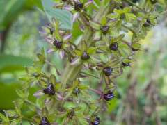 seedheads john treasure eucomis image