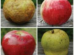 seedsavers apples 4 image